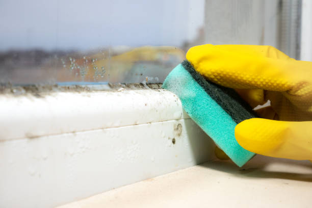 Best Mold Testing and Removal  in Lyncourt, NY