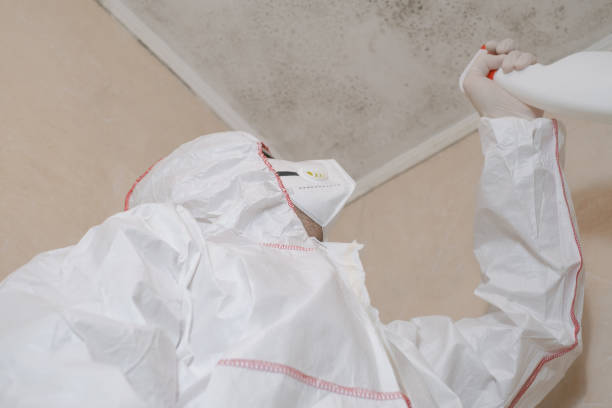 Best Local Mold Removal Service  in Lyncourt, NY