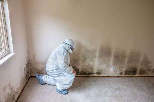 Best Commercial Mold Removal  in Lyncourt, NY