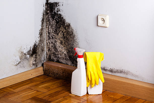 Best Toxic Mold Removal  in Lyncourt, NY