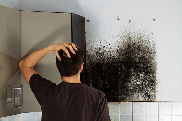 Home Mold Removal in Lyncourt, NY